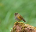 Bird (Orange-flanked Bush-Robin) , Thailand Royalty Free Stock Photo