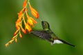 Bird with orange flower. Flying hummingbird. Hummingbird in fly. Action scene with hummingbird. Hummingbird Tourmaline Sunangel ea