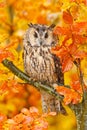 Bird in orange forest, yellow leaves. Long-eared Owl with orange oak leaves during autumn. Wildlife scene fro nature, Sweden. Anim Royalty Free Stock Photo