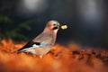 Bird in the orange leaves. Eurasian Jay, Garrulus glandarius, portrait of nice bird with orange fall down leaves and morning sun Royalty Free Stock Photo