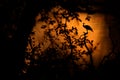 Bird, orange sunset. Indian Peafoul, bird displays courtship in tree window, Ratnhamore ruin, India. Bird mating dance. Indian Pea