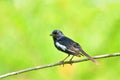 Bird (Oriental Magpie Robin) Royalty Free Stock Photo