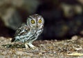 Bird (Oriental Scops Owl) , Thailand Royalty Free Stock Photo