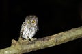 Bird (Oriental Scops Owl) , Thailand Royalty Free Stock Photo