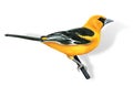 Bird oriole