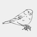 Hand-drawn pencil graphics, small bird. Engraving, stencil style