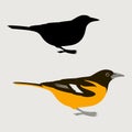 Bird oriole vector illustration flat style black