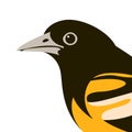 Bird oriole vector illustration flat style profile