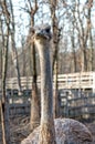 Bird ostrich