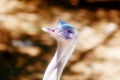Bird ostrich and Blur background. Struthio camelus. Royalty Free Stock Photo