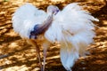 Bird ostrich and Blur background. Struthio camelus.