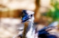 Bird ostrich and Blur background. Struthio camelus. Smiling bird.