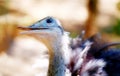 Bird ostrich and Blur background. Struthio camelus. Smiling bird. Royalty Free Stock Photo