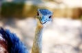 Bird ostrich and Blur background. Struthio camelus. Smiling bird. Royalty Free Stock Photo