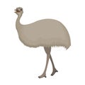 Bird, ostrich emu.African wild ostrich single icon in cartoon style vector symbol stock illustration web. Royalty Free Stock Photo