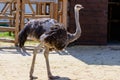 Bird ostrich exotic