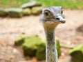 Bird ostrich with funny look. Big bird from Africa. Long neck and long eyelashes