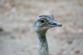 Bird ostrich with funny look. Big bird from Africa. Long neck and long eyelashes