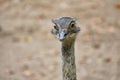 Bird ostrich with funny look. Big bird from Africa. Long neck and long eyelashes
