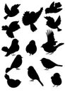 Bird Outlines Collection Royalty Free Stock Photo
