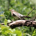 Bird Ouzel Royalty Free Stock Photo