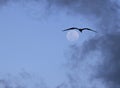 Bird over full moon