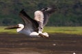 Bird over the lake. Nakuru