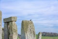 A bird over Stonehenge