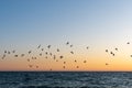 Bird over sea on Evening time. Crimea Royalty Free Stock Photo