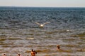 Bird over the sea, North sea beach, The Netherlands