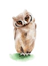Bird owl brown watercolor illustration nature isolated Royalty Free Stock Photo