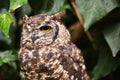 Bird, owl and relax in outdoors, nature and nocturnal animal in zoo enclosure or sanctuary. Animal, peace and calm Royalty Free Stock Photo