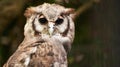 Bird, owl and relax in outdoors, wildlife and nocturnal animal in zoo enclosure or aviary sanctuary. Animal, peace and Royalty Free Stock Photo