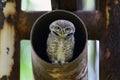 Bird, Owl, Spotted owlet Athene brama in metal pipe, Bird of T Royalty Free Stock Photo