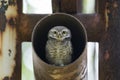 Bird, Owl, Spotted owlet Athene brama Royalty Free Stock Photo