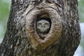 Bird, Owl, Spotted owlet Athene brama Royalty Free Stock Photo