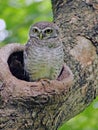 Bird, Owl, Spotted owlet Athene brama in tree hollow Royalty Free Stock Photo