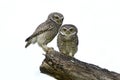 Bird, Owl, Spotted owlet Athene brama Royalty Free Stock Photo