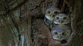 Bird, Owl, Three Spotted owlet Athene brama in tree hollow