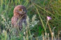 Bird Owlet Little owl in natural habitat Athene noctua Royalty Free Stock Photo