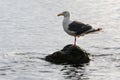 Bird of Pacific gull standing on one foot on stone surrounded by water and waves of Pacific Ocean. Seashore of Pacific Coast Royalty Free Stock Photo