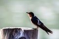 Bird Pacific swallow (Hirundo tahitica) isolated in sea blue i Royalty Free Stock Photo