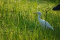 Bird on paddy field,white heron on grass land