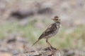 Bird: Paddyfield pipit Royalty Free Stock Photo