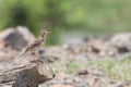 Bird: Paddyfield Pipit Royalty Free Stock Photo