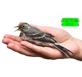 Bird on palm of hand. Isolated on white background.