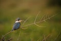 Bird of pantanal in the nature habitat Royalty Free Stock Photo