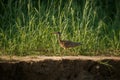 Bird of pantanal in the nature habitat