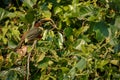 Bird of pantanal in the nature habitat Royalty Free Stock Photo