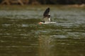 Bird of pantanal in the nature habitat Royalty Free Stock Photo